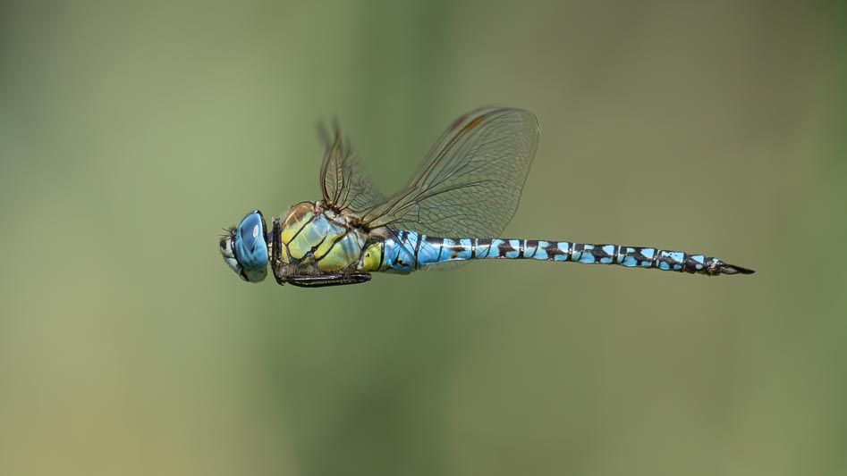 Aeshna affinis (Blue-eyed Hawker).jpg